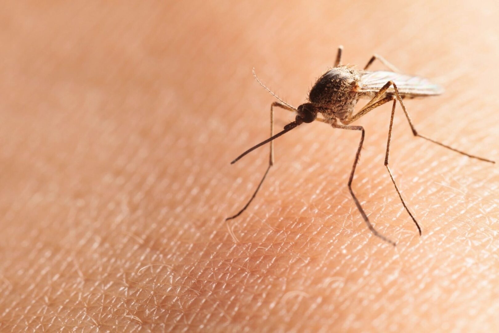 A close up of an insect on the skin