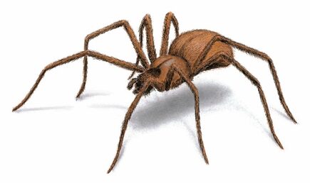 A brown spider with long legs and large claws.