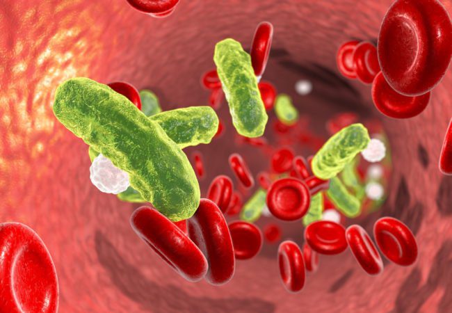 A close up of red blood cells and green bacteria