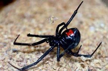 A black widow spider with red eyes on the ground.